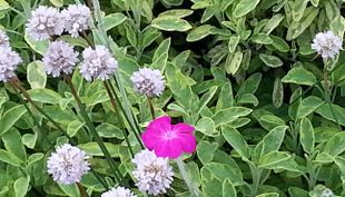 Flora und Botanischer Garten - Köln (15)