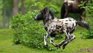 Tierdetektive - Wildpark Lüneburger Heide (3)