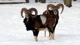 wildpark