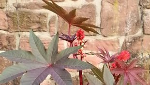 Flora und Botanischer Garten - Köln (9)
