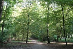 geocaching im kölner stadtwald waldwege