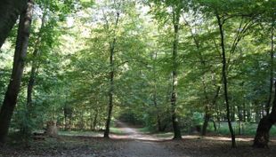 geocaching im kölner stadtwald waldwege