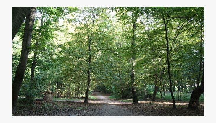 geocaching im kölner stadtwald waldwege