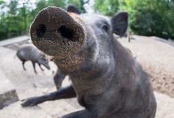 wildpark