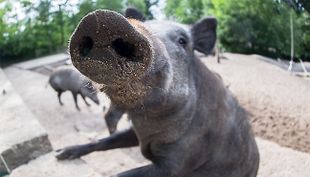 Tierspuren gießen - Wildpark Lüneburger Heide