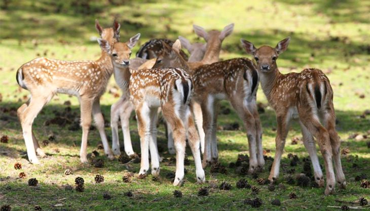 wildpark