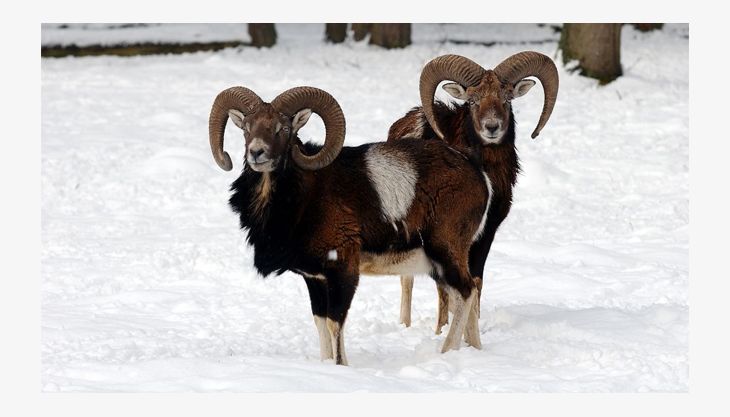 wildpark