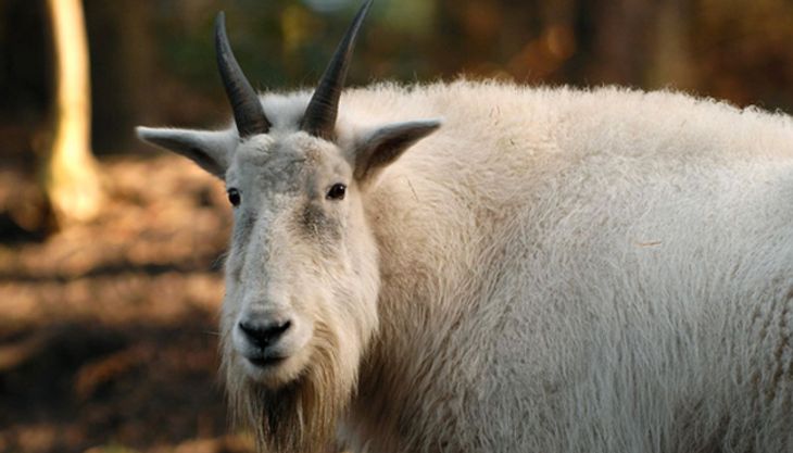 Tierdetektive - Wildpark Lüneburger Heide