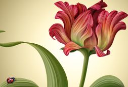 blume