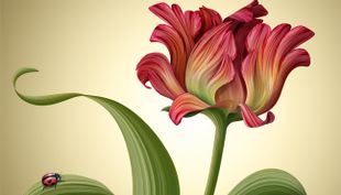blume