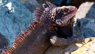 tier iguana