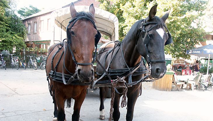 Kindergeburtstag auf dem Bauernhof - Diepeshof (4)