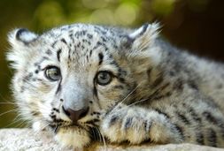 wildpark
