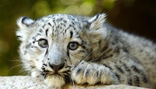 wildpark