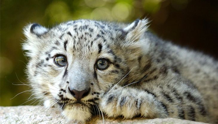 wildpark
