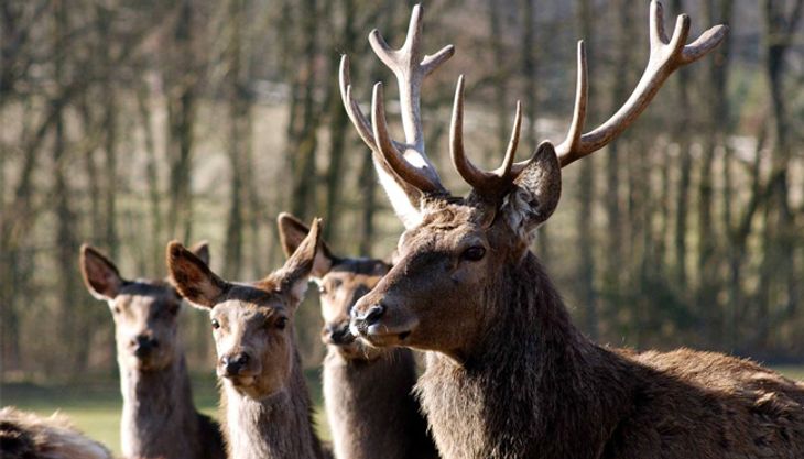 Tierdetektive - Wildpark Lüneburger Heide (5)