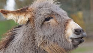 tierpark fauna