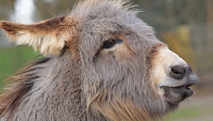 tierpark fauna
