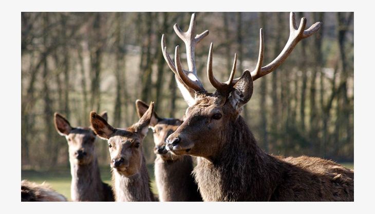 wildpark