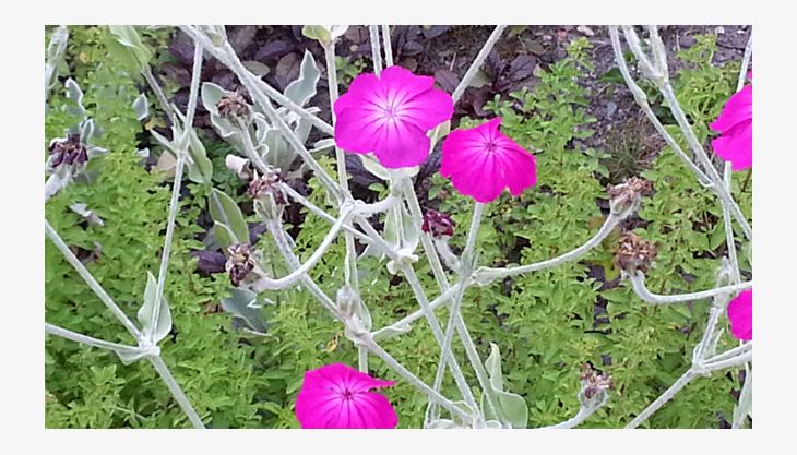 flora