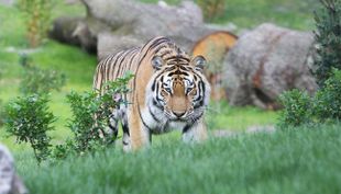 wildpark