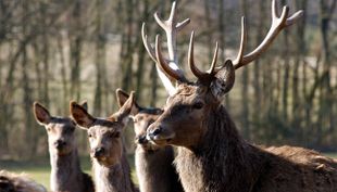Tierspuren gießen - Wildpark Lüneburger Heide (3)