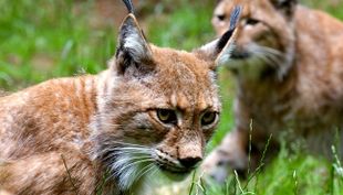 wildpark
