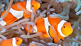 sea life
