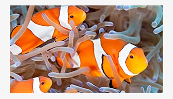 sea life