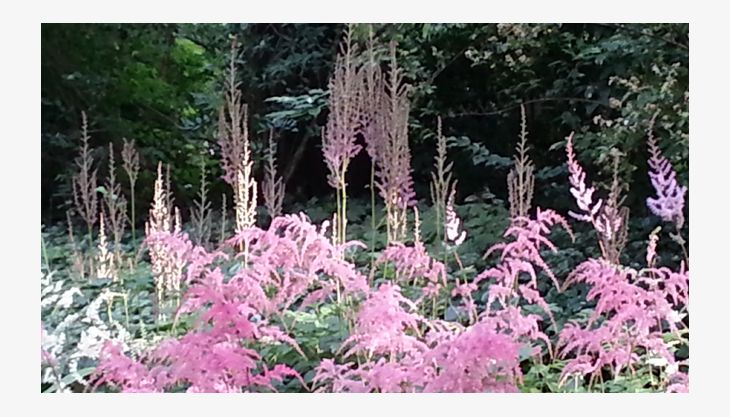 flora