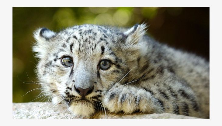 wildpark