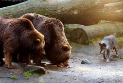 wildpark