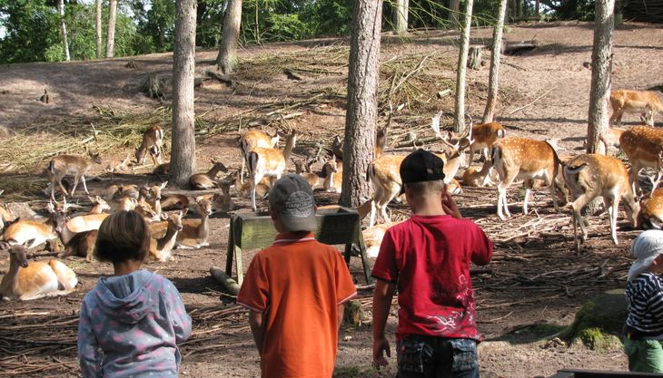 Happy Bär's Day - Kindergeburtstag im Wildpark-MV (2)