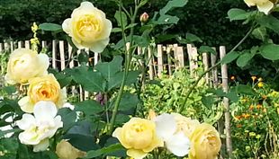 Flora und Botanischer Garten - Köln (2)