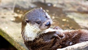wildpark