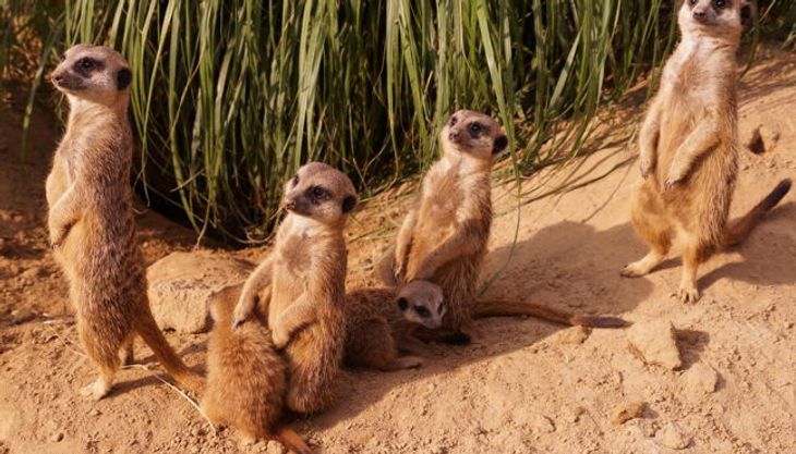 Bauernhofgeburtstag im Tierpark + Fossilium Bochum (7)
