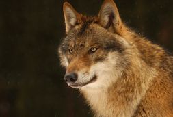 wildpark