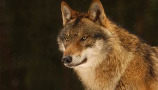 wildpark