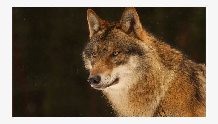 wildpark