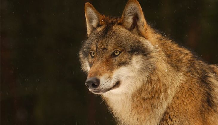 Raubtiergeburtstag - Wildpark Lüneburger Heide