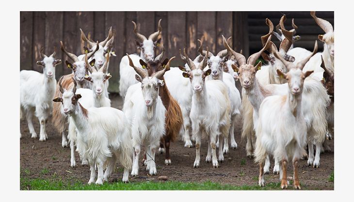 wildpark