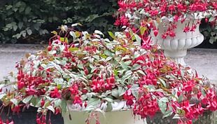 Flora und Botanischer Garten - Köln (10)