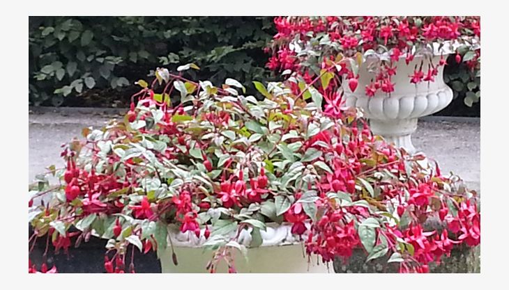 flora