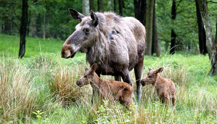 wildpark