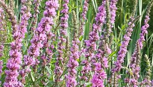 Flora und Botanischer Garten - Köln (13)