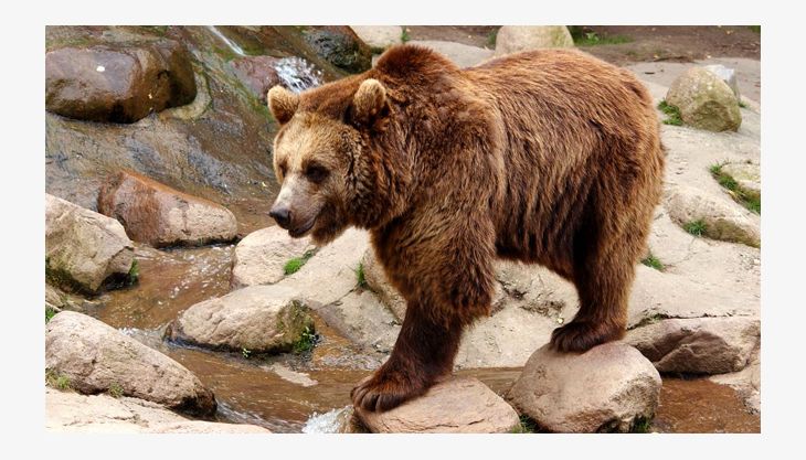 wildpark