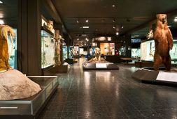 zoomuseum
