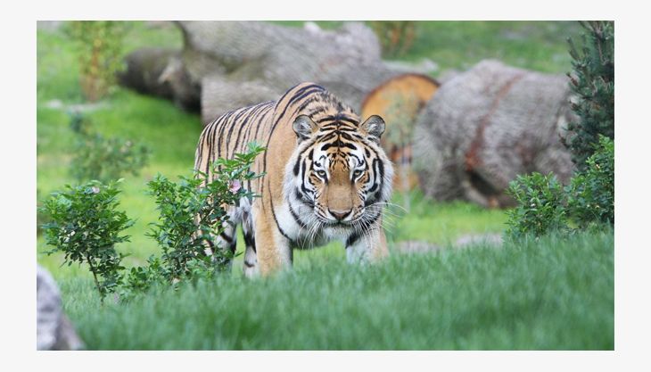 wildpark