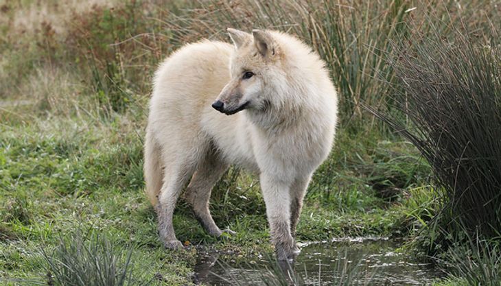 Raubtiergeburtstag - Wildpark Lüneburger Heide (3)