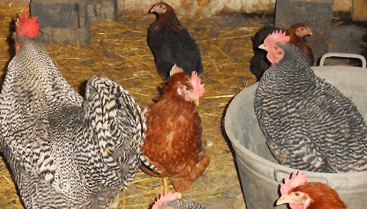 Kindergeburtstag auf dem Bauernhof - Gut Hixholz (6)